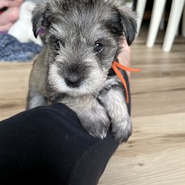Miniature Schnauzer Puppies from Miles Family Schnauzers