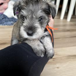 Miniature Schnauzer Puppies from Miles Family Schnauzers