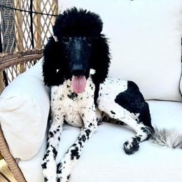 Aussiedoodles, Companion Crosses, and Goldendoodles from Woof Den Kennels