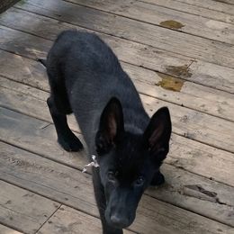 German Shepherd Puppies from Mcintire German Shepherds
