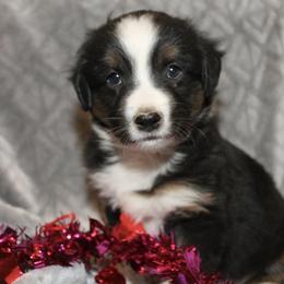 Romeo - Black tri male Miniature Australian Shepherd puppy in Kissee Mills, Missouri from Clinkenbeard Kennel