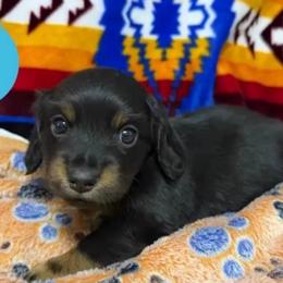 Boy 1 - Black and tan male Dachshund puppy in Stilwell, Oklahoma from Double Down Doxies