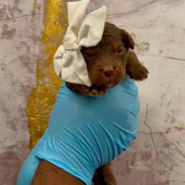 Milky Way - Tri-color female Bernedoodle puppy in Richmond, Texas from Harper’s Heartbeats