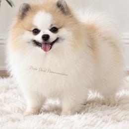 Nellie - Pomeranian