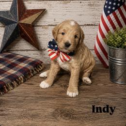 Indy aka Black Collar - Cream male Goldendoodle puppy in Portland, Tennessee from Happy_Tails_by_TJ