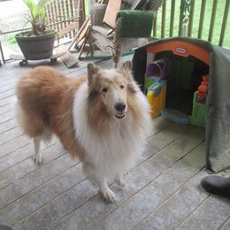 Pua - Collie