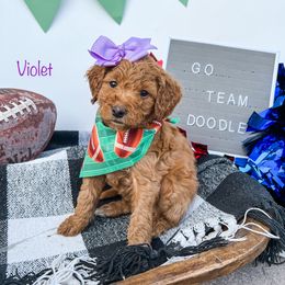 Goldendoodle Puppies from Doodle Love ❤️ Goldendoodle puppies