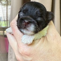 Aloha - Chocolate female Havanese puppy in Medina, Ohio from Havi Haus (Coco's Puppies)