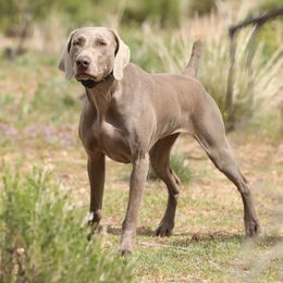 Kit - Weimaraner