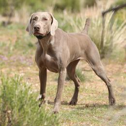 Kit - Weimaraner