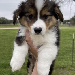 Pembroke Welsh Corgi Puppies from MG Corgis