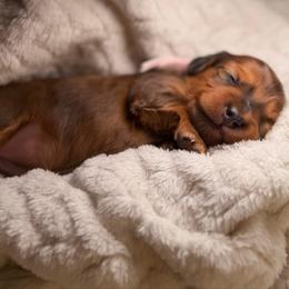 Juliet - Dapple female Dachshund puppy in Phoenix, Arizona from Lengthydog.co