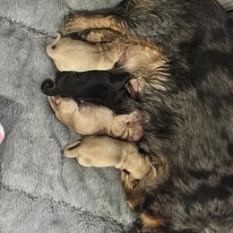 Dachshund Puppies from Rolling9dachshunds
