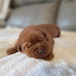 Layla's Girl 2 - Yellow female Labrador Retriever puppy in Williamsburg, Pennsylvania from River View Labradors