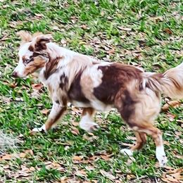 Mary Jane - Toy Australian Shepherd