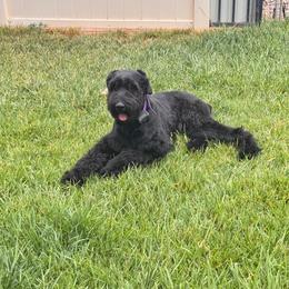11 month old Male, black - Black male Giant Schnauzer puppy in St George, Utah from Schnauzer Ranch