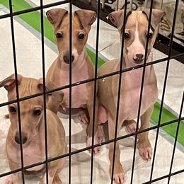Italian Greyhound Puppies from The Breeder's Assistant
