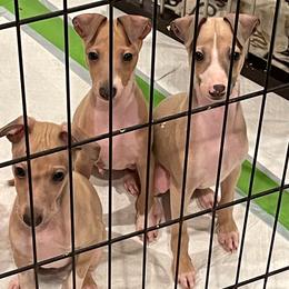 Italian Greyhound Puppies from The Breeder's Assistant