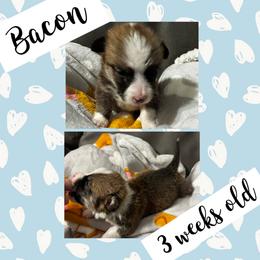 Bacon - Red male Pembroke Welsh Corgi puppy in Dickinson, Texas from Careaga Farms
