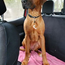 Rhodesian Ridgeback All Grown Up from Stoneridge Ridgebacks