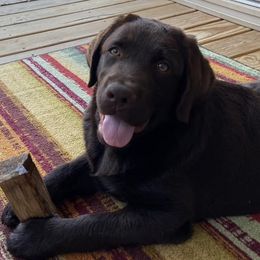 Labrador Retrievers from Oakdale Labradors