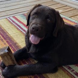 Labrador Retrievers from Oakdale Labradors