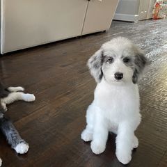 Aussiedoodle and Bordoodle All Grown Up from Calena’s Doodle Pups