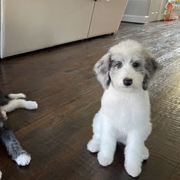 Aussiedoodle and Bordoodle All Grown Up from Calena’s Doodle Pups