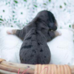 AKC Theo - Dapple male Dachshund puppy in Knox City, Missouri from Brittney's Dachshunds