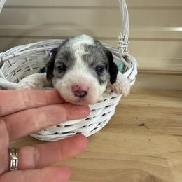 Queen - Parti female Goldendoodle puppy in Cherry Tree, Pennsylvania from Plum Creek Acres Next Generation