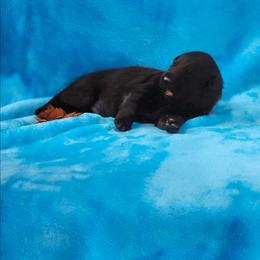 Brown collar - Black male German Shepherd puppy in Louisville, Ohio from Crooked River German Shepherds