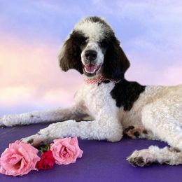 Poodle Puppies from Alpine Acres Poodles