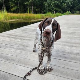 White - Liver and white German Shorthaired Pointer puppy in Gerald, Missouri from Showme GSPs