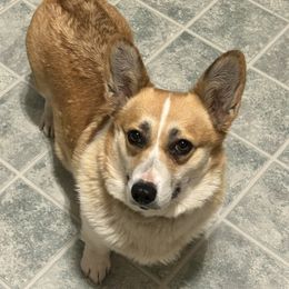 June - Pembroke Welsh Corgi
