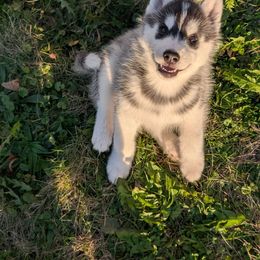 Siberian Husky Puppies from Kaleidoscope