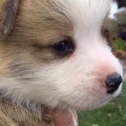 Pembroke Welsh Corgis from Rafter A Corgis