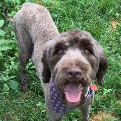 Allie - Goldendoodle