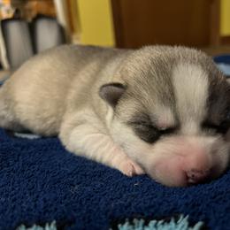 Aspen - Gray and white male Siberian Husky puppy in Amery, Wisconsin from Sovereign Siberians