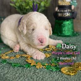 Daisy-purple collar - Parti female Saint Berdoodle puppy in Paw Paw, Michigan from ProAct Canines
