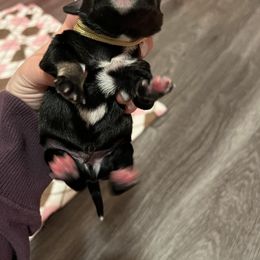 Miniature Schnauzer Puppies from S & S Miniature Schnauzer