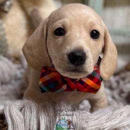 London - Cream male Dachshund puppy in Fayetteville, West Virginia from Loop Creek Dachshunds