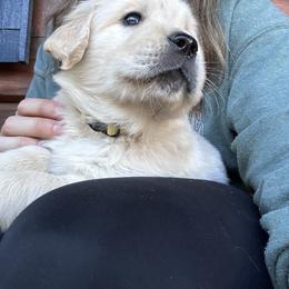 Golden Retriever Puppies from Trillium Spring's Goldens