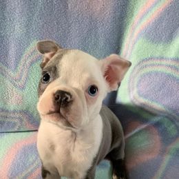 Boston Terrier Puppies from Heather's Boston Babies