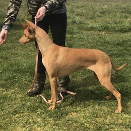 Barbie - Pharaoh Hound