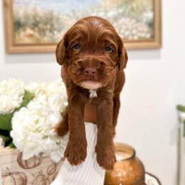 Pluto - Caramel red male Australian Labradoodle puppy in Palmdale, California from Pixie Doodle Paws
