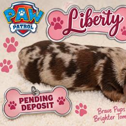 Liberty - Red merle female Miniature Australian Shepherd puppy in Apache Junction, Arizona from Circle T Mini Aussies