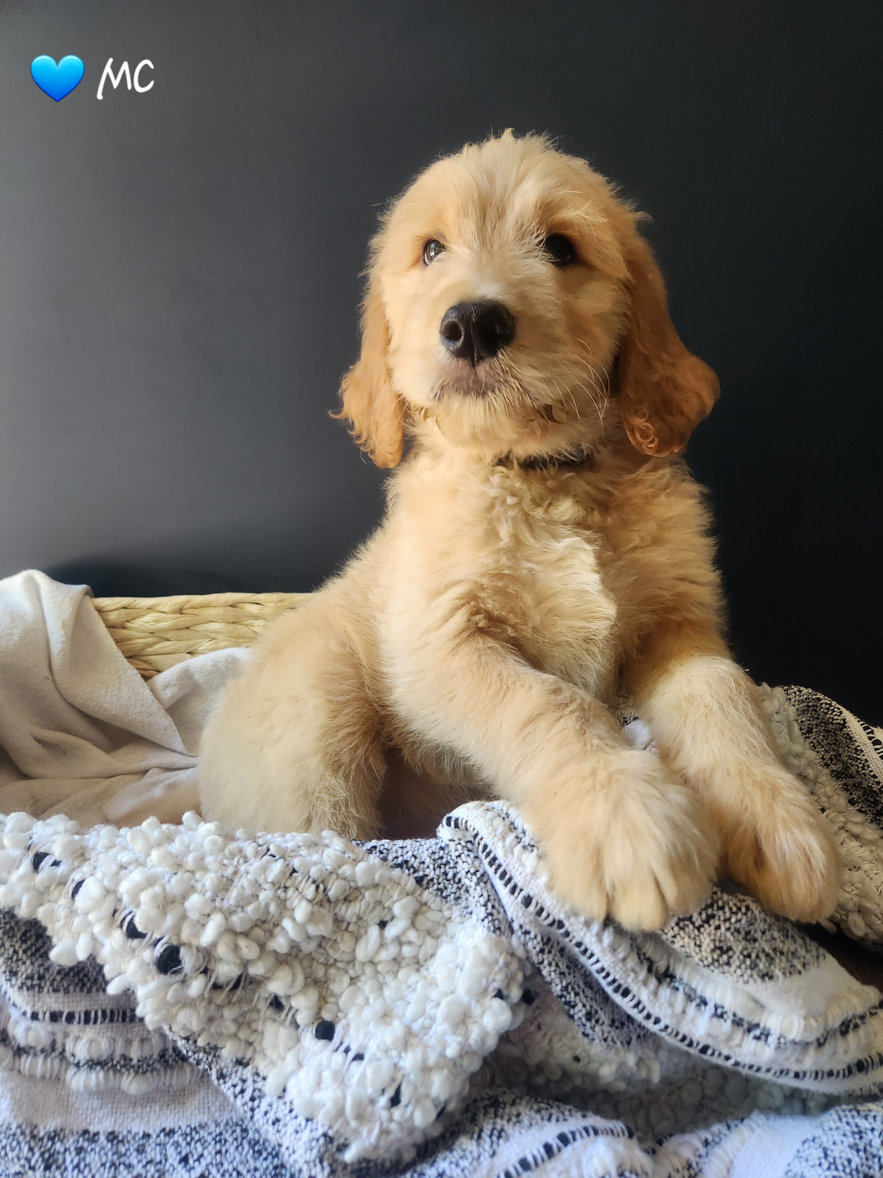 Goldendoodle Puppies from Oodles of Doodles