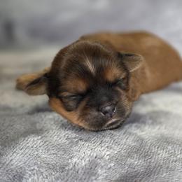 Tyson - Chocolate and tan male Shih Tzu puppy in Ronda, North Carolina from Willow River