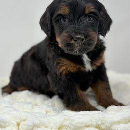 Mocha - Phantom female Bernedoodle puppy in Fleming, Colorado from Vandenbark Doodles