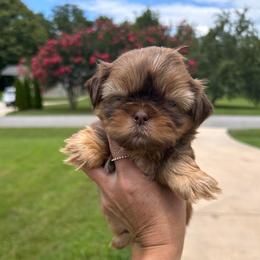 Boy 3 - Liver male Shih Tzu puppy in Tennessee from Cutshall Babies